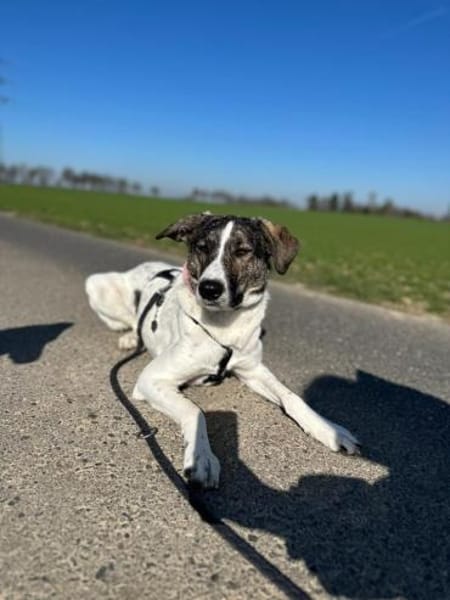 London - Katzenfreundin wartet in 41812