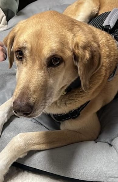 Liebe Elis sucht Für-immer-Zuhause