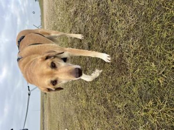 Liebe Elis sucht Für-immer-Zuhause