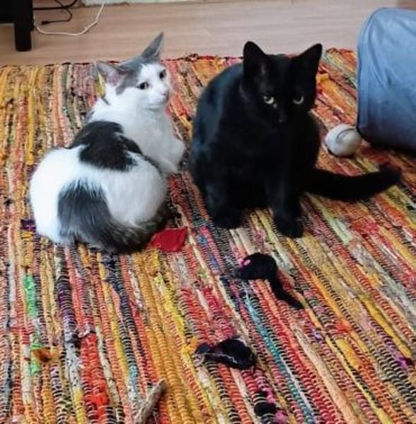 Tom & Pisa - warten in Berlin !........