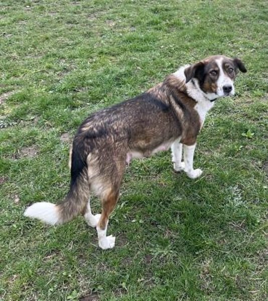 Valla - Schmusemaus mit Talent