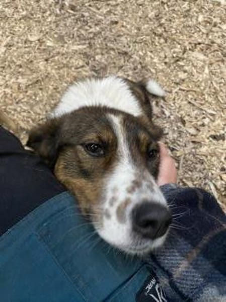 Valla - Schmusemaus mit Talent