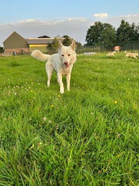 Wölfchen suchen ihr zu Hause
