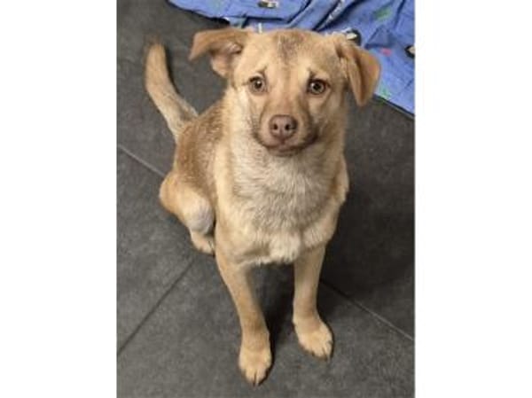 Finley - wartet in 67663 Kaiserslautern