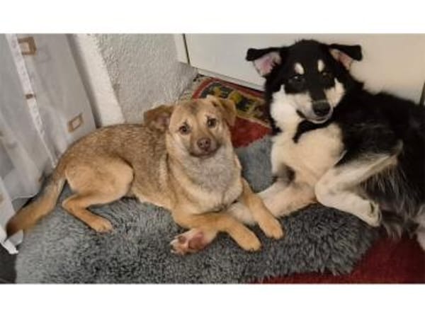 Finley - wartet in 67663 Kaiserslautern