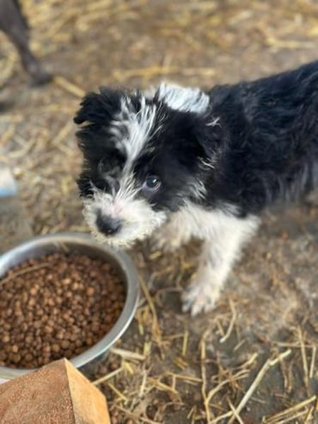 Xoel, hübscher Hundebub sucht Zuhause