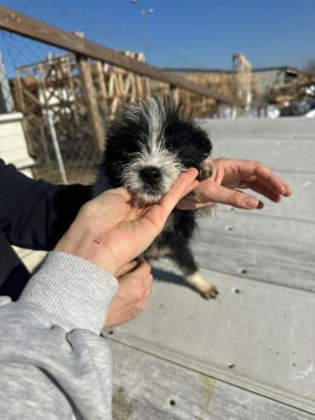 Xoel, hübscher Hundebub sucht Zuhause