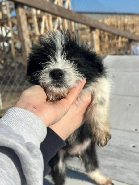 Xoel, hübscher Hundebub sucht Zuhause