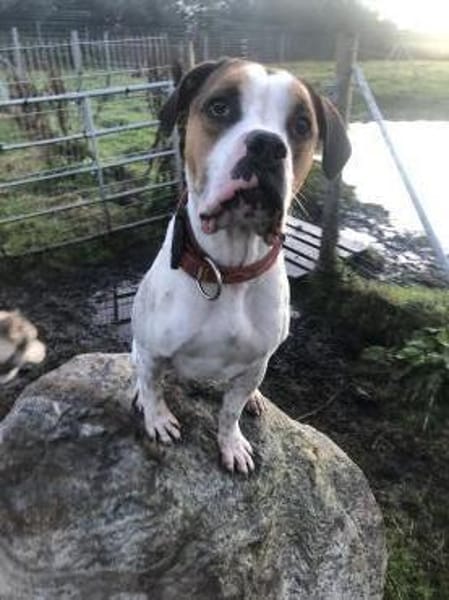 Platz da, hier kommt Frosch.