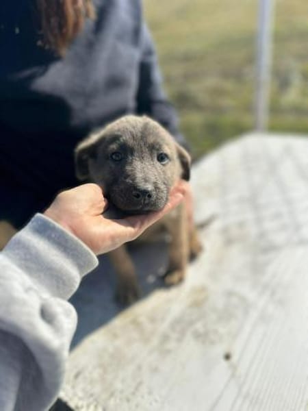 Xerox, süßer geht fast nicht