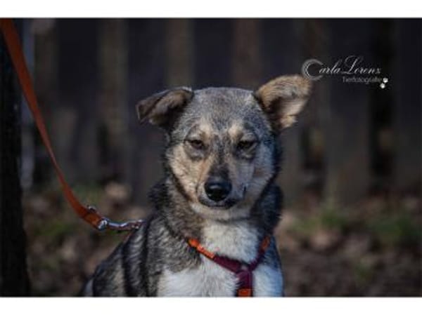 Stöpsel - wartet in 91358 Kunreuth