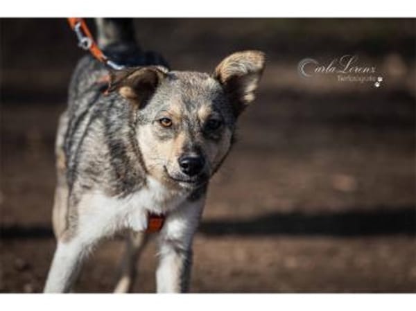 Stöpsel - wartet in 91358 Kunreuth