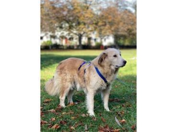 Narisara - Gnadenplatz gesucht!