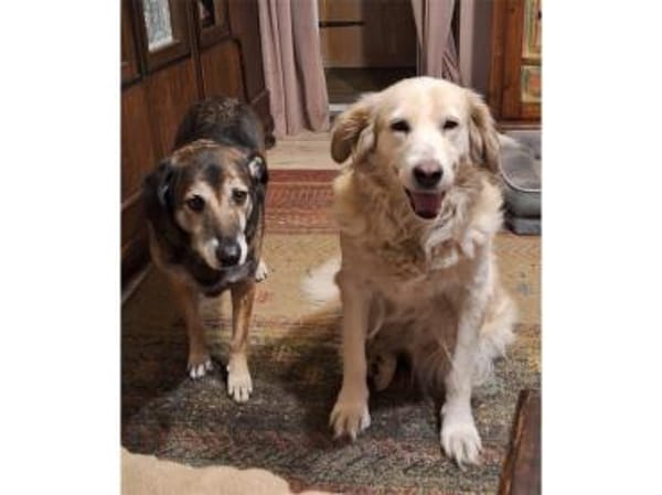 Narisara - Gnadenplatz gesucht!