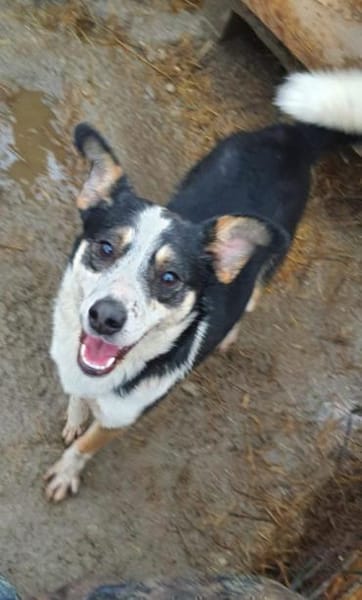 Stelina  48 cm (Pflegestelle)