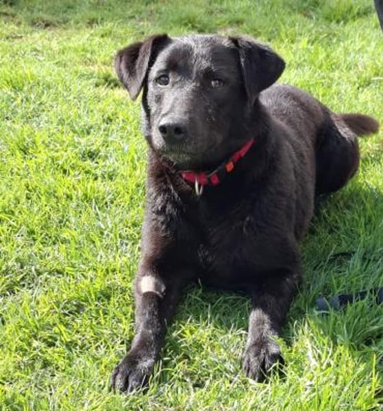 Verträglicher Teo sucht Familie