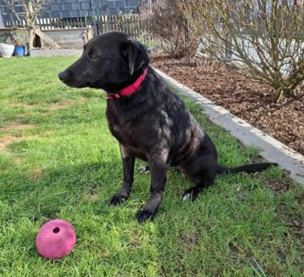 Verträglicher Teo sucht Familie