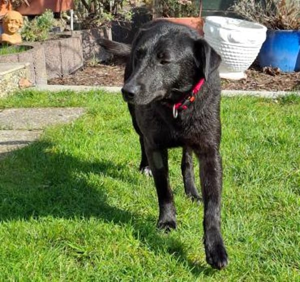 Verträglicher Teo sucht Familie