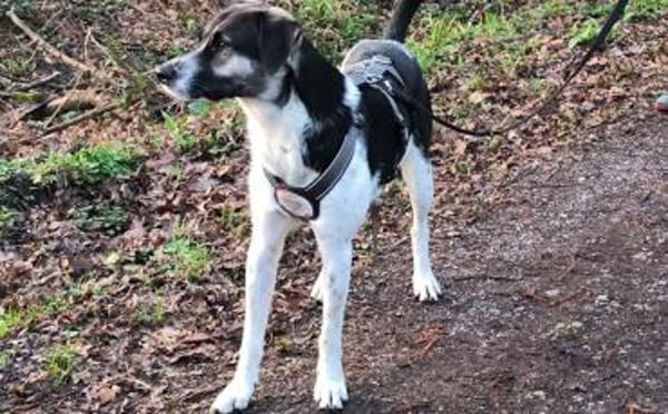 Wer hat ein warmes Körbchen für Diana?