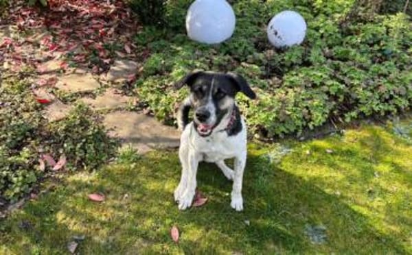 Wer hat ein warmes Körbchen für Diana?