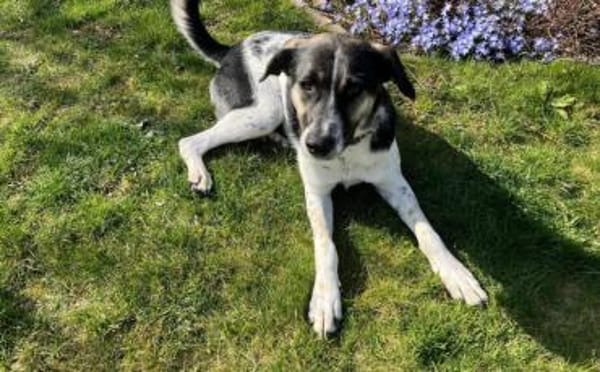 Wer hat ein warmes Körbchen für Diana?