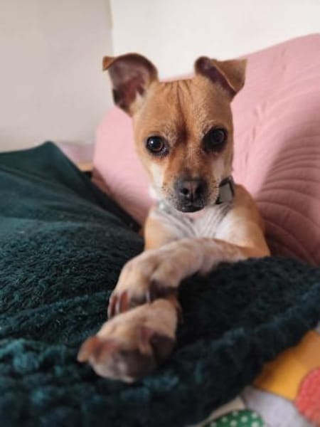 Yuki - charmante & clevere kleine Hündin