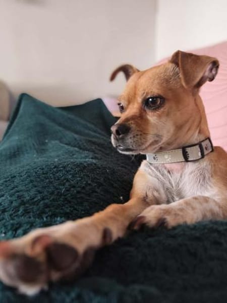 Yuki - charmante & clevere kleine Hündin