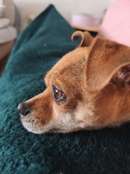 Yuki - charmante & clevere kleine Hündin