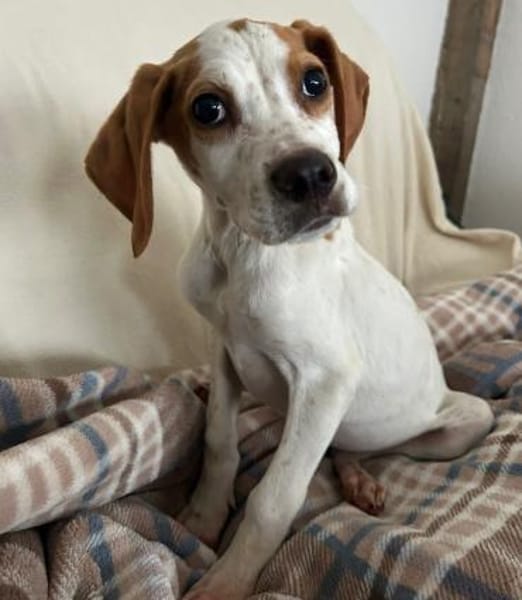 Elmo - toller Welpe sucht Familie