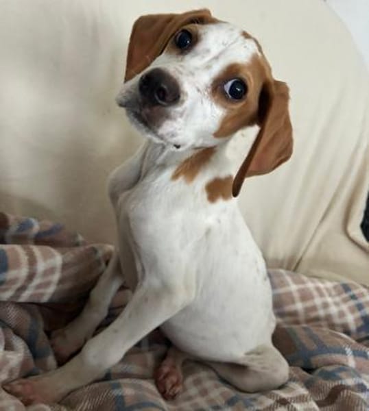 Elmo - toller Welpe sucht Familie