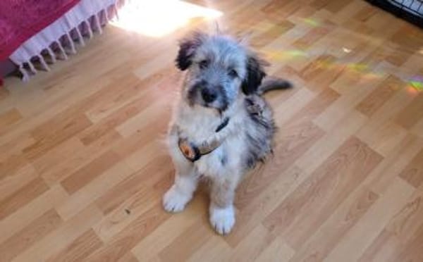 Booster wartet auf sein Für-Immer-Zuhaus