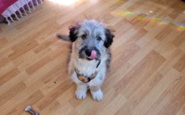 Booster wartet auf sein Für-Immer-Zuhaus