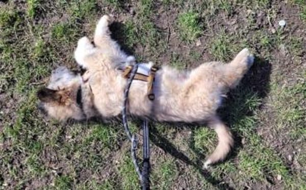 Booster wartet auf sein Für-Immer-Zuhaus