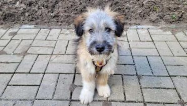 Booster wartet auf sein Für-Immer-Zuhaus