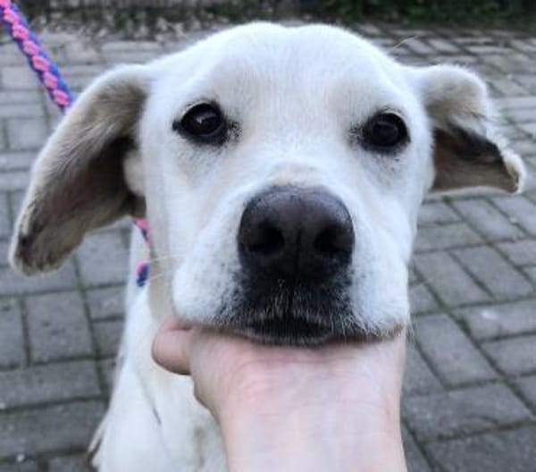 Anja - Liebenswerte Hündin sucht Familie