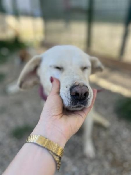 Anja - Liebenswerte Hündin sucht Familie