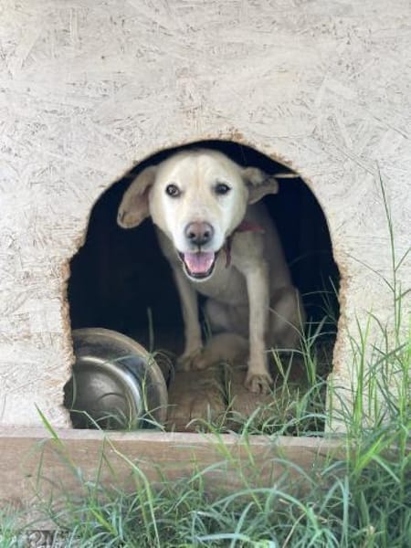 Anja - Liebenswerte Hündin sucht Familie