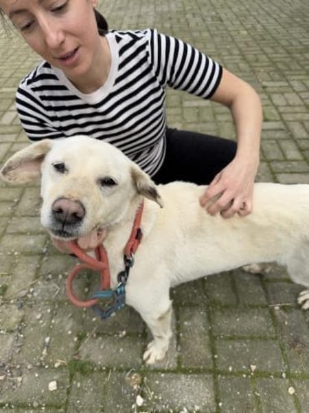 Anja - Liebenswerte Hündin sucht Familie