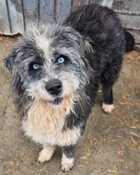 MERLIN ab jetzt auf PS in 50170 Kerpen