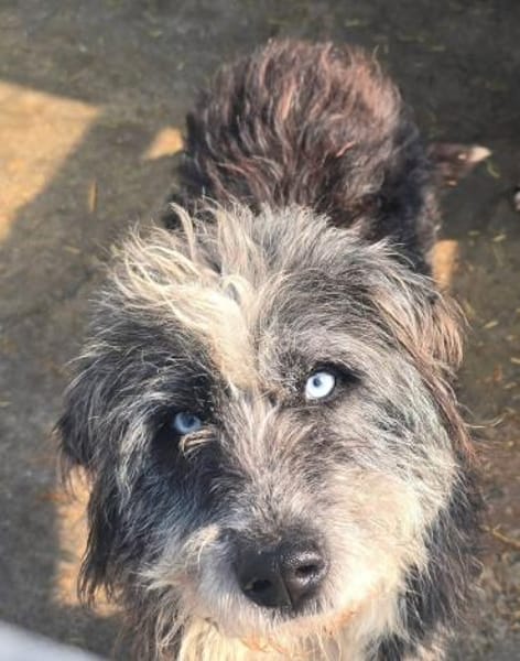 MERLIN ab jetzt auf PS in 50170 Kerpen