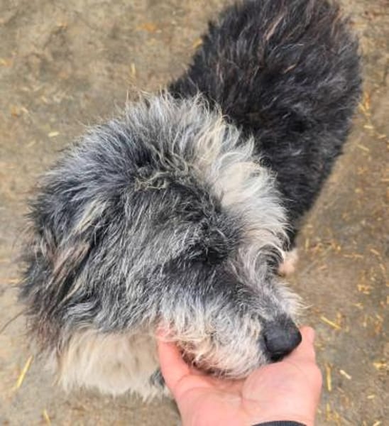 MERLIN ab jetzt auf PS in 50170 Kerpen