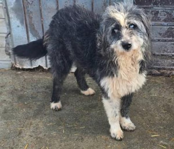 MERLIN ab jetzt auf PS in 50170 Kerpen