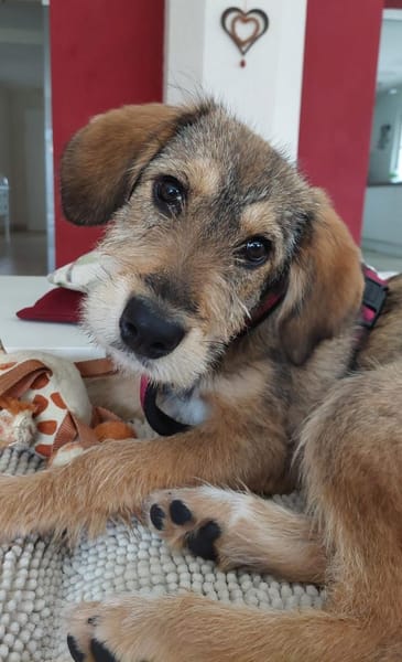 Chloe - nettes Hundemädchen