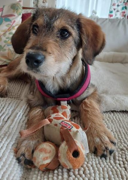 Chloe - nettes Hundemädchen