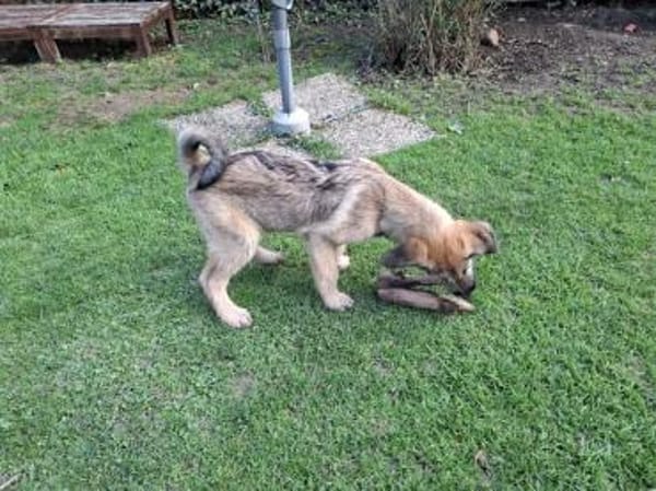 Lias-fröhlicher Schatz wartet in Hofheim