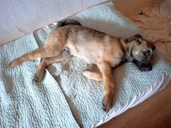 Lias-fröhlicher Schatz wartet in Hofheim