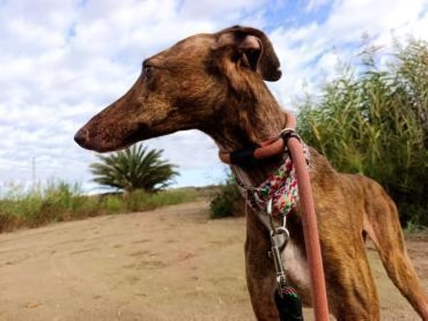 Leah - auf langen Beinen unterwegs
