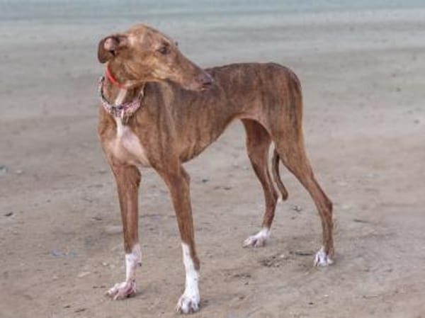 Leah - auf langen Beinen unterwegs