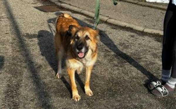 Imposanter Koda sucht Zuhause
