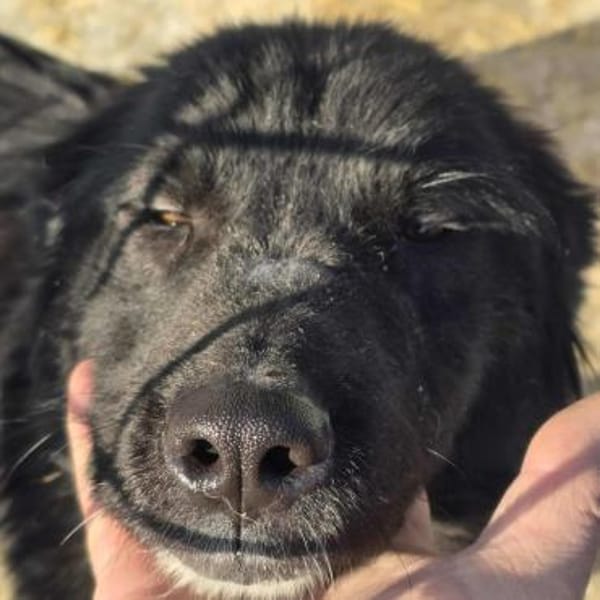 NALANI ab sofort auf PS in 50170 Kerpen